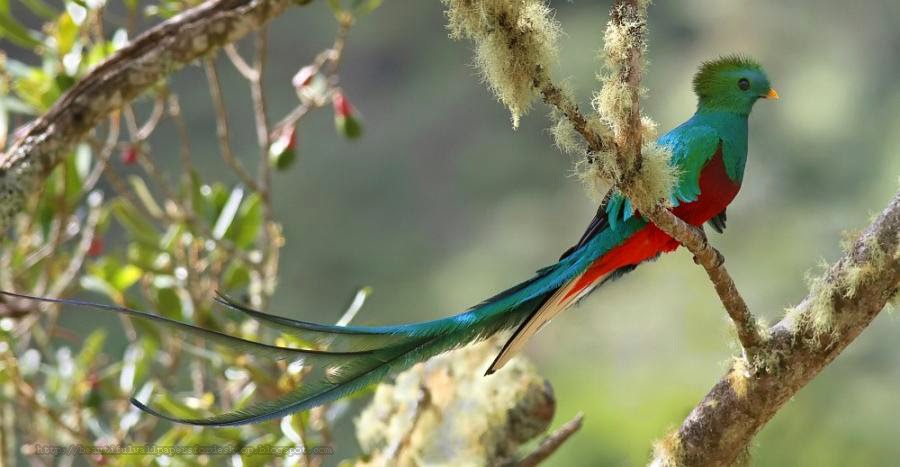 http://beautifulwallpapersfordesktop.blogspot.com/2014/01/quetzal-wallpapers-hd.html