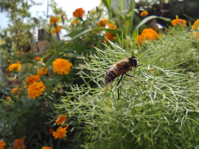 Bee Photography