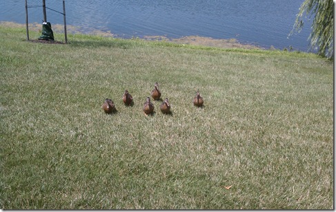 Pond4