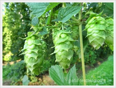 Hallertauer Hopfen