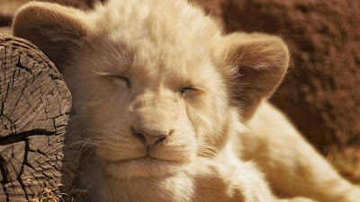 sleeping-lion-cub-animal-images