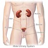 Means and tests for urinary tract