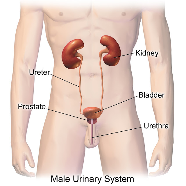 Means and tests for urinary tract