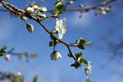 Pic of the Week. Plum tree. Nel mio giardino questo è stato il primo albero . (fiori )