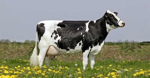 تفسير حلم رؤية البقر في المنام - موسوعة المعرفة الشاملة