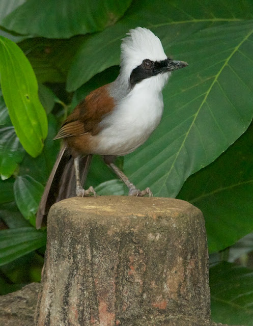 White-crested Laughingthrush (Garrulax leucolophus)