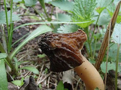 grzyby 2017, grzyby wiosenne, grzyby w kwietniu, workowce, Morchella conica smardz stożkowaty, Verpa bohemica naparstniczka czeska,  Mitrophora semilibera mitrówka półwolna, Verpa conica naparstniczka stożkowata, Gyromitra esculenta piestrzenica kasztanowata, 