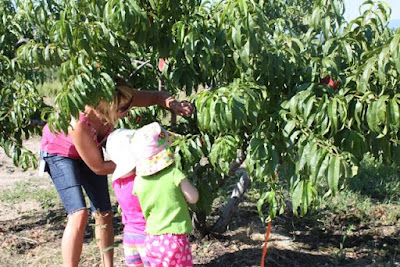 peach pickers