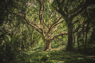 The Majestic Banyan Tree: A Active Admiration of Nature