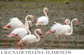 FLAMENCOS