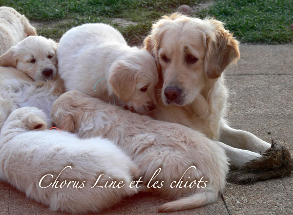 Femelle Golden retriever et ses chiots