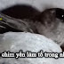 Video hình ảnh con chim yến làm tổ như thế nào.