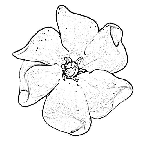 Gardenia Flower Sketch - Image Sketch