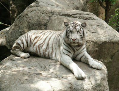 deformed white tiger pictures. the White Bengal Tiger.