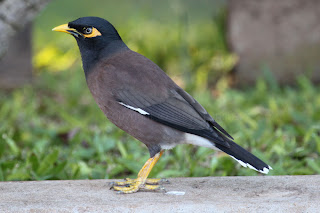 Common Myna