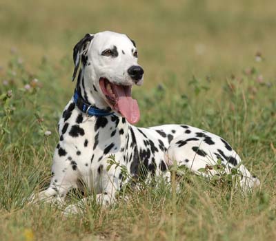 Beautiful,cute,danger black and white dog,dog sitting on grass ground , wallpapers,pitchers,images