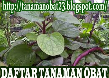 http://tanamanobat23.blogspot.com/2015/04/tanaman-obat-gendola-basella-rubra-linn.html