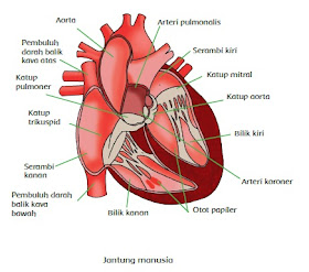 tema 4 kelas 5 subtema 1