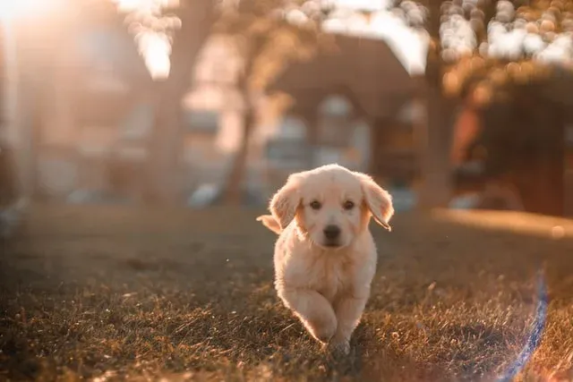 Family golden retriever puppy happily running