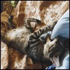 Pi_-15_thumb2