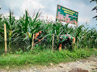 Anggota Staf Teritorial Kodim Tegal Turun Langsung Mengecek Perkembangan Tanaman Jagung