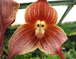 Monkey face orchid