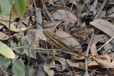 Sceloporus variabilis