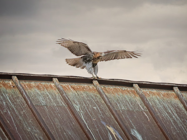 Tompkins Square hawk fledgling atop St Brigid's church