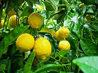 jeruk lemon