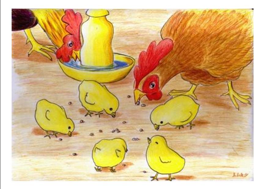 33 Gambar  Kartun  Ayam  Makan  Gambar  Kartun  HD