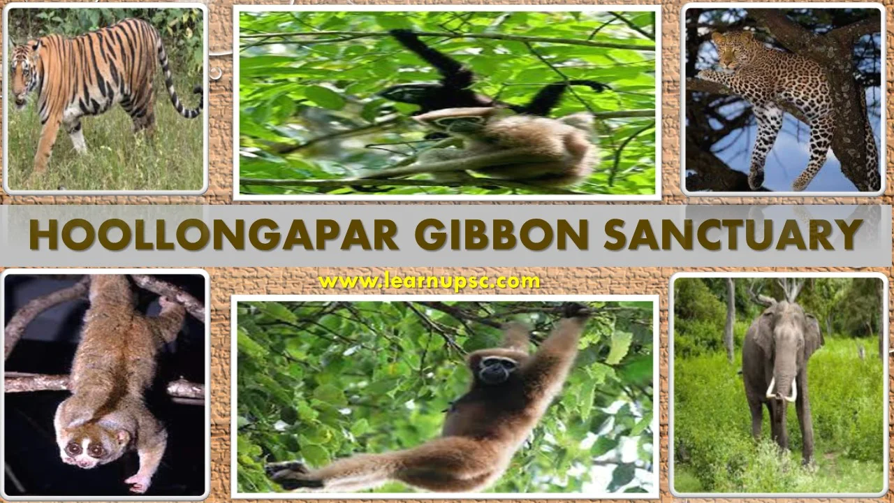 Hoollongapar Gibbon Sanctuary