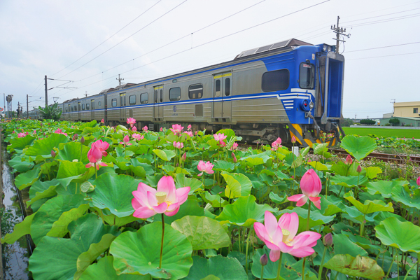 苗栗通霄五南里農福道路鐵道火車荷花拍攝位置，荷花火車同框