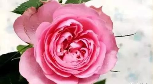 clip_image006