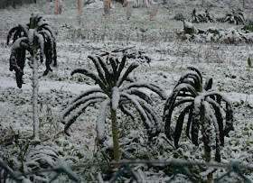 Snow in Castelvecchio Italy  Snow-Covered Cavalo Nero