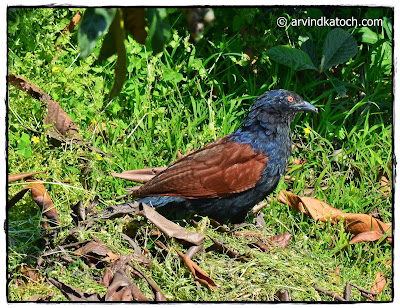 Greater Coucal, Coucal, 