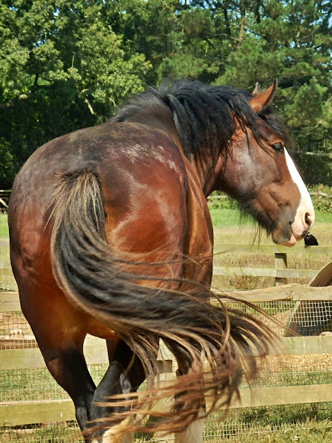 Shire horse