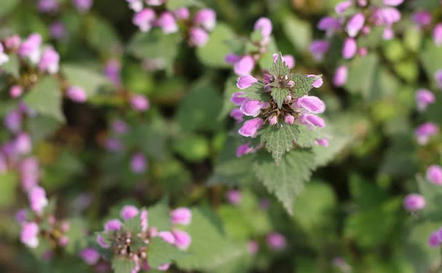 Lamium Maculatum Flowers Pictures