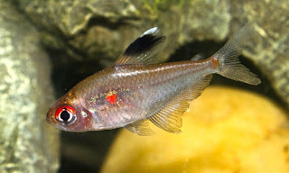 Bleeding Heart Jenis Ikan Tetra Terpopuler