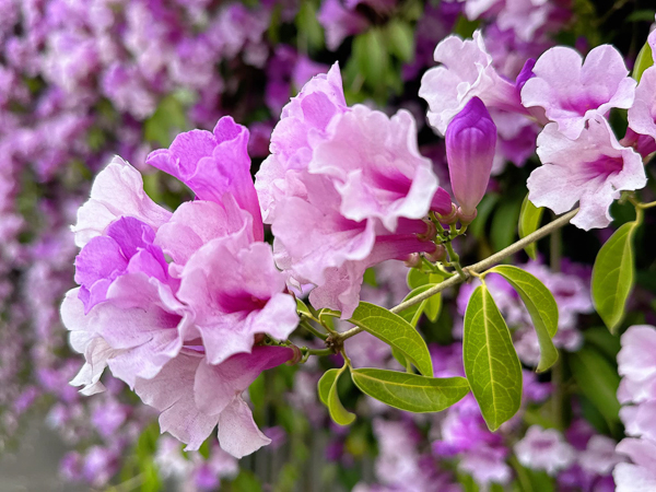 台中果菜市場蒜香藤花牆綿延上百公尺粉紫色花瀑，買菜還能拍美照