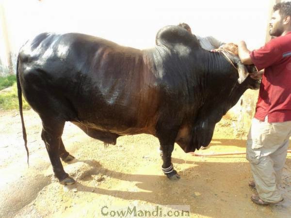 Bakra Eid 2013,Camel Qurbani,Eid Al Adha Mubarak,Cow 