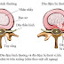 Một vài Nguyên do của bệnh thoát vị đĩa đệm thắt lưng