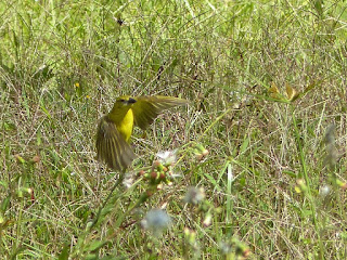 Tisserin gendarme - Bellier - Ploceus cucullatus