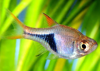 Harlequin rasbora