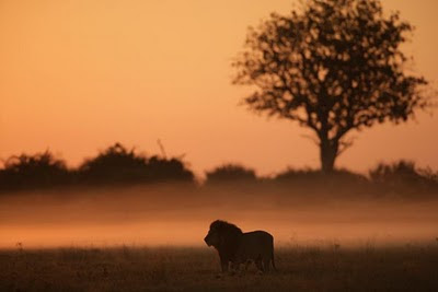 The Last Lions