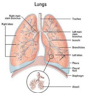 Lung diagram | Lungs image | Simple lungs diagram
