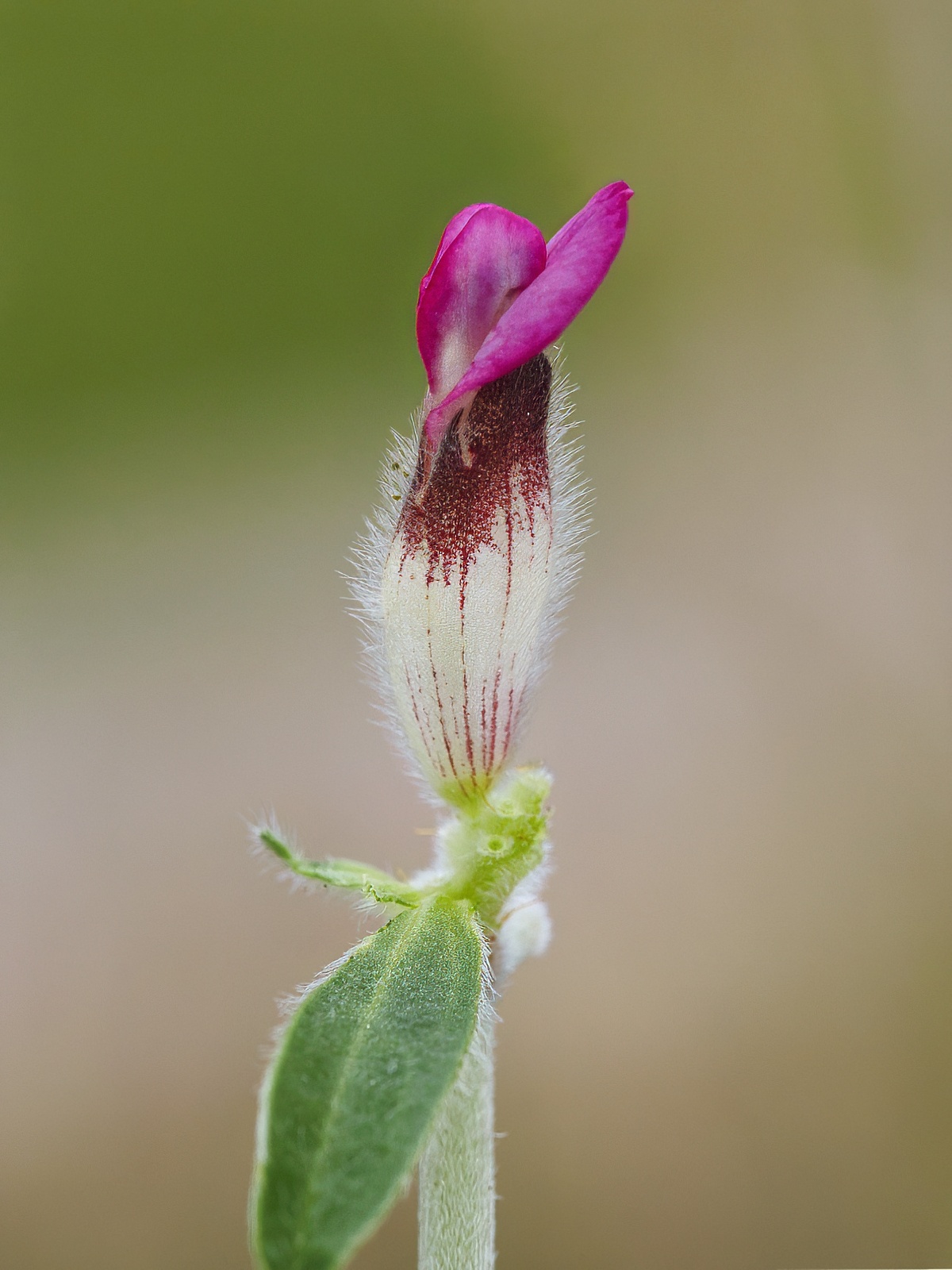 Vicia sativa