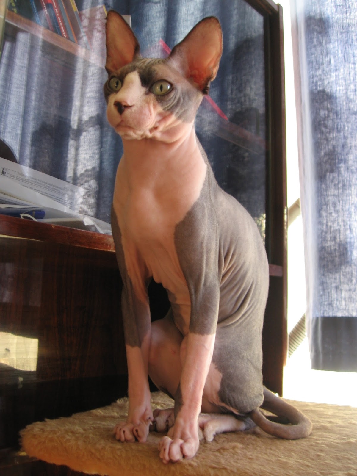 Jual Kucing Munchkin Hewan Indonesia Dan Jual Beli