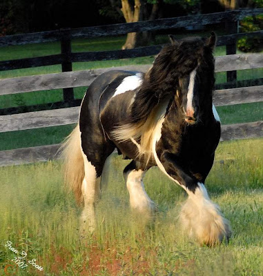 world's beautiful horses