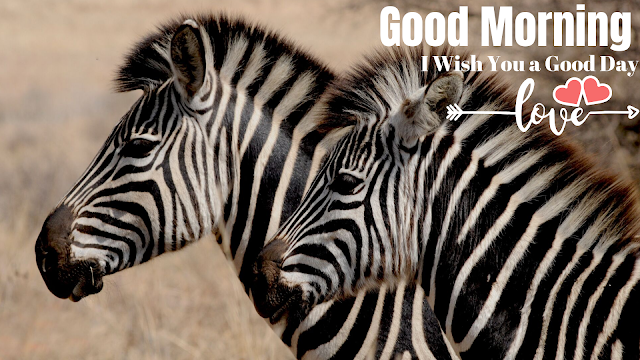 good morning images with nice  zebra