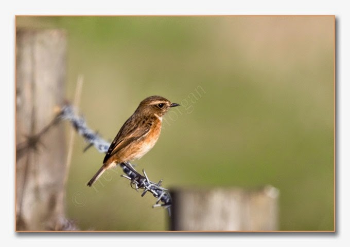 Local Birds 7  Stonechat  female 2  